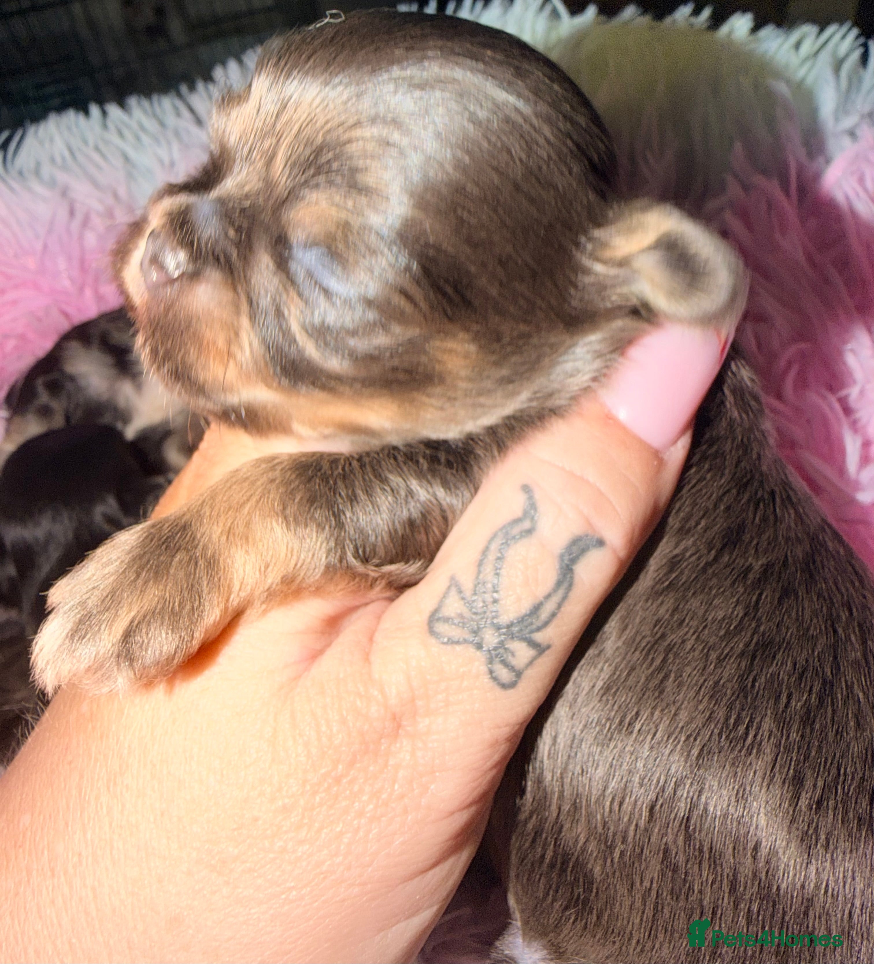 Mixed Breed dogs Tini malchi puppies  - Advert 6