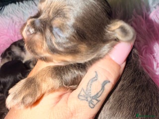 Mixed Breed dogs Tini malchi puppies - Advert 1