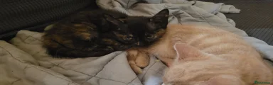 Tortie girl 2