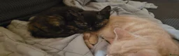 Mixed Breed cats for sale: Five Gorgeous Kittens Available! - Advert 22