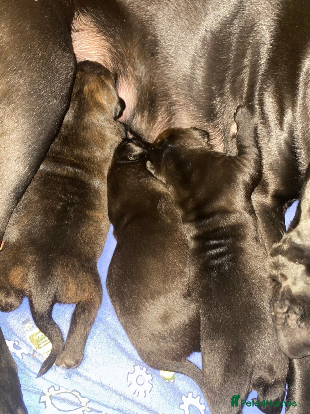 Mixed Breed dogs for sale: Belgian malanious mixed canecorso  - Advert 3