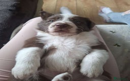 Border Collie dogs for sale: Red and white border collie/Sheepdog Pups - Image 30