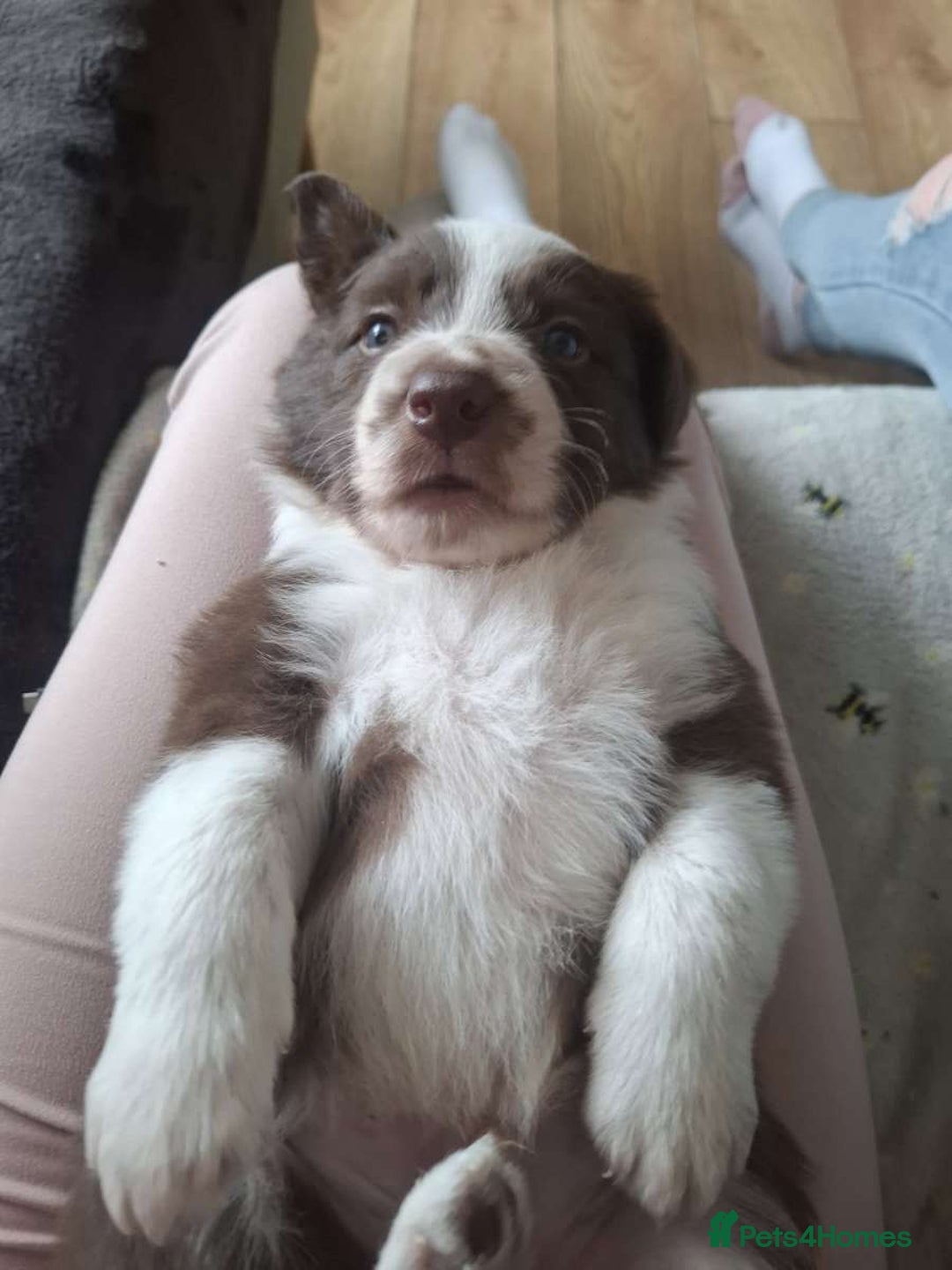 Border Collie dogs for sale: Red and white border collie/Sheepdog Pups - Image 30