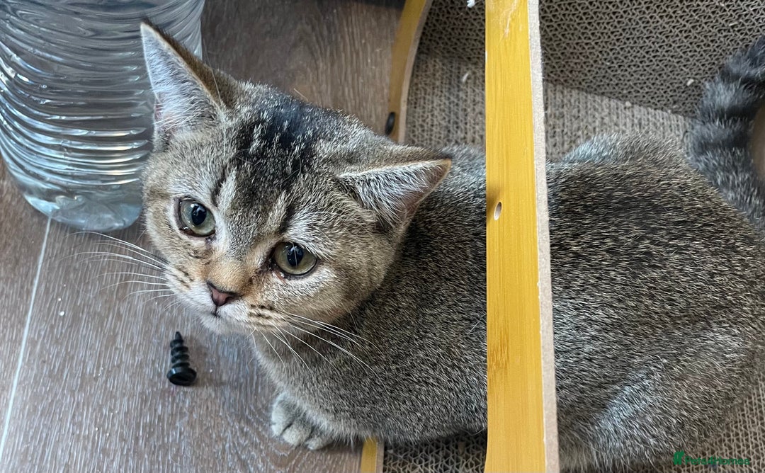 British Shorthair cats for sale: Silver tic & golden tic  - Image 2