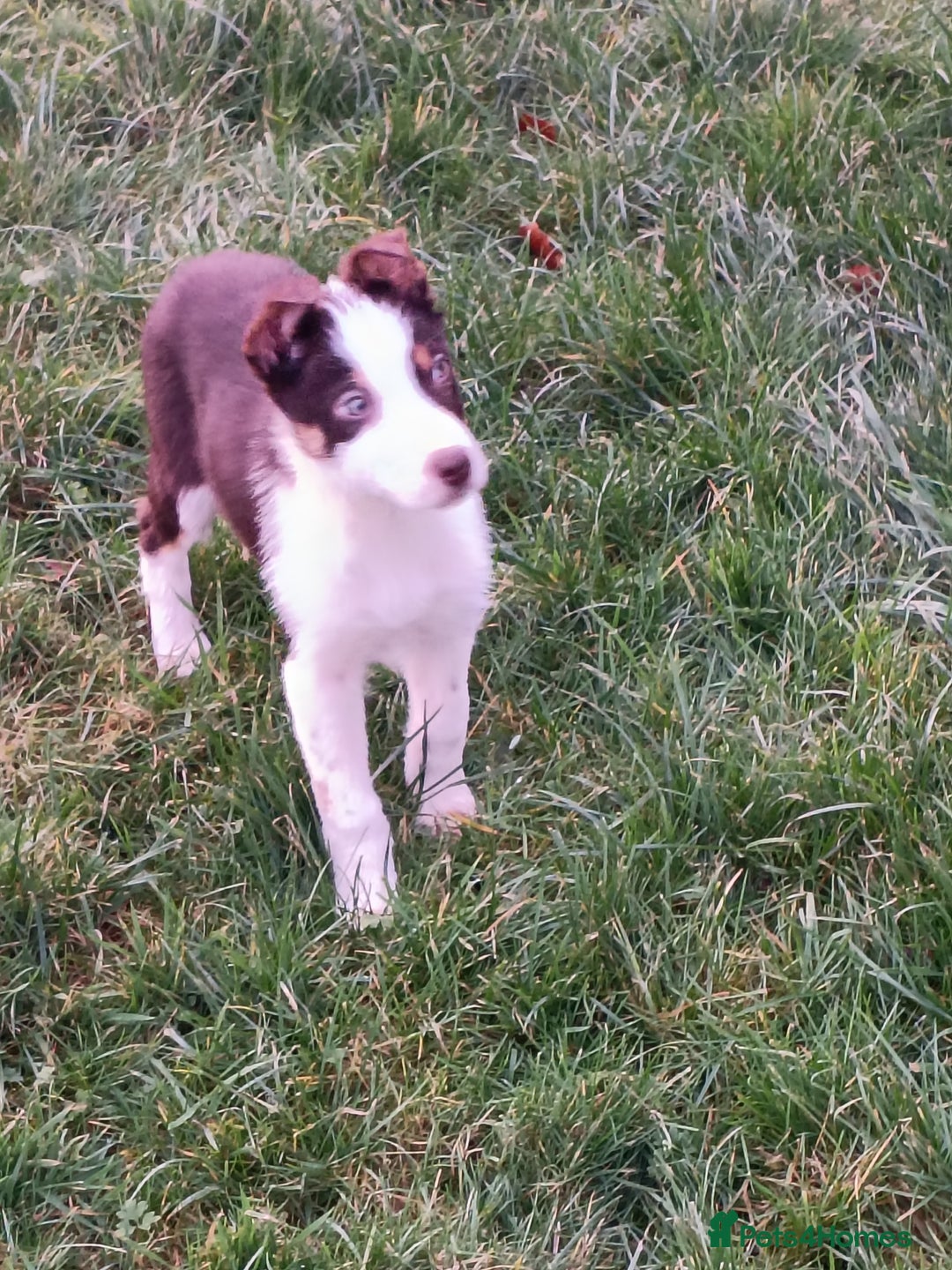Border Collie dogs for sale: Beautifully marked border collie pups - Advert 5