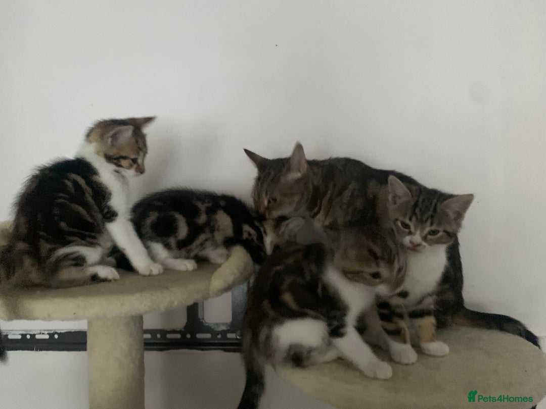 Mixed Breed cats for sale: Gorgeous tabby kittens are looking for new home  - Image 2
