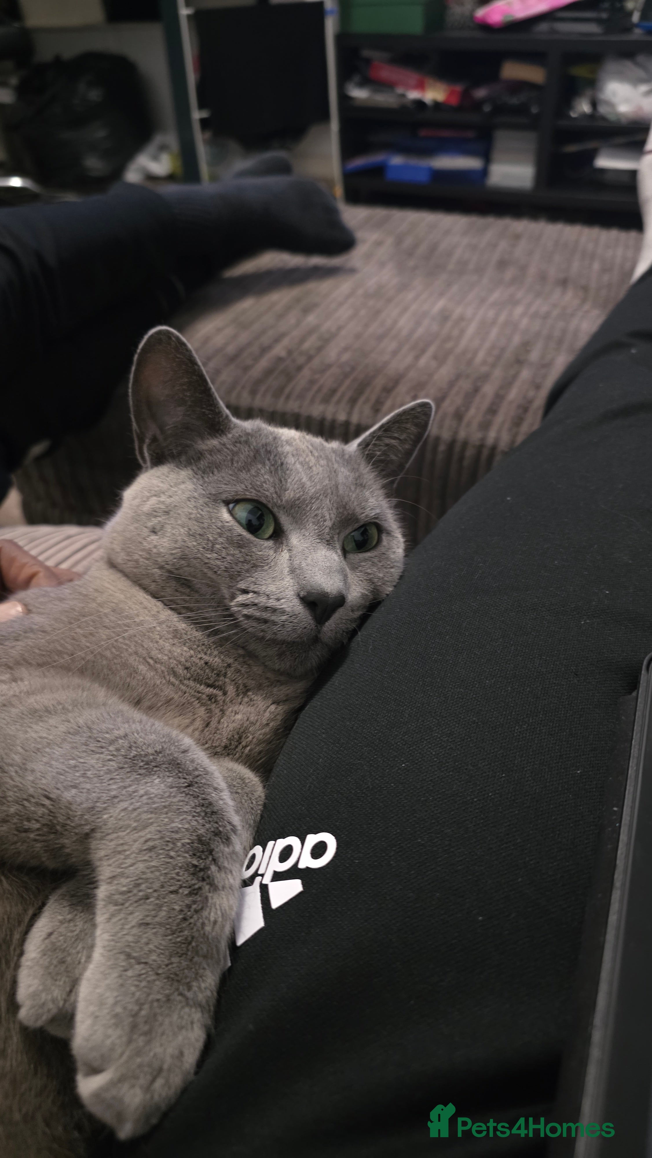 Russian Blue cats Adorable Russian Blue - Advert 2