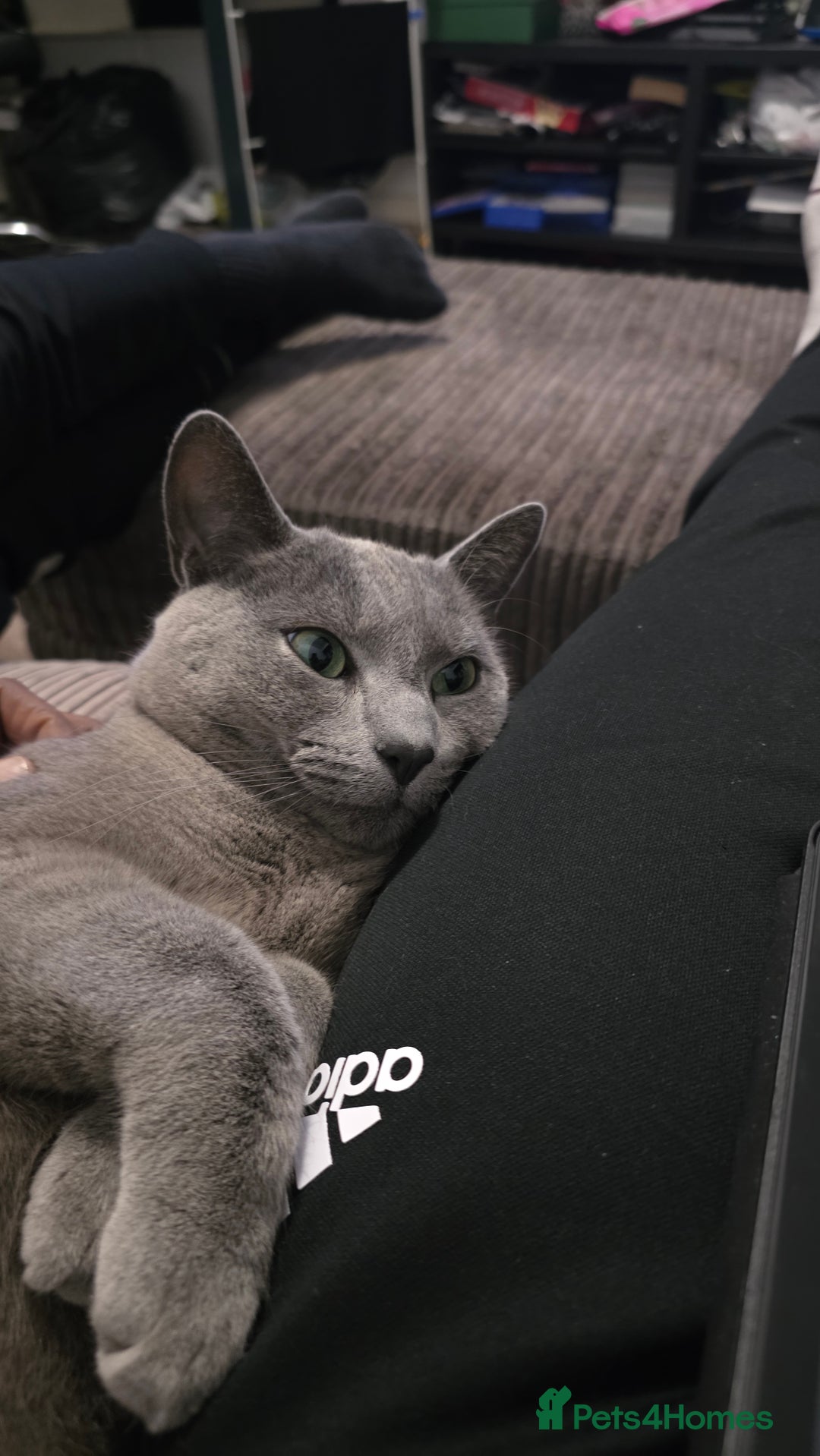 Russian Blue cats for sale: Adorable Russian Blue - Advert 1