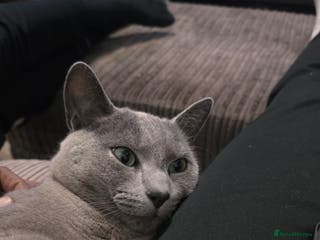 Russian Blue cats Adorable Russian Blue - Advert 1