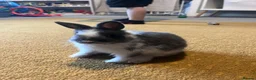 Netherland Dwarf rabbits for sale: Netherland Dwarth Rabbit  - Advert 4