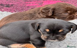 Mixed Breed dogs for sale: French Bulldog x Springer Spaniel pups ready 15Oct - Image 3