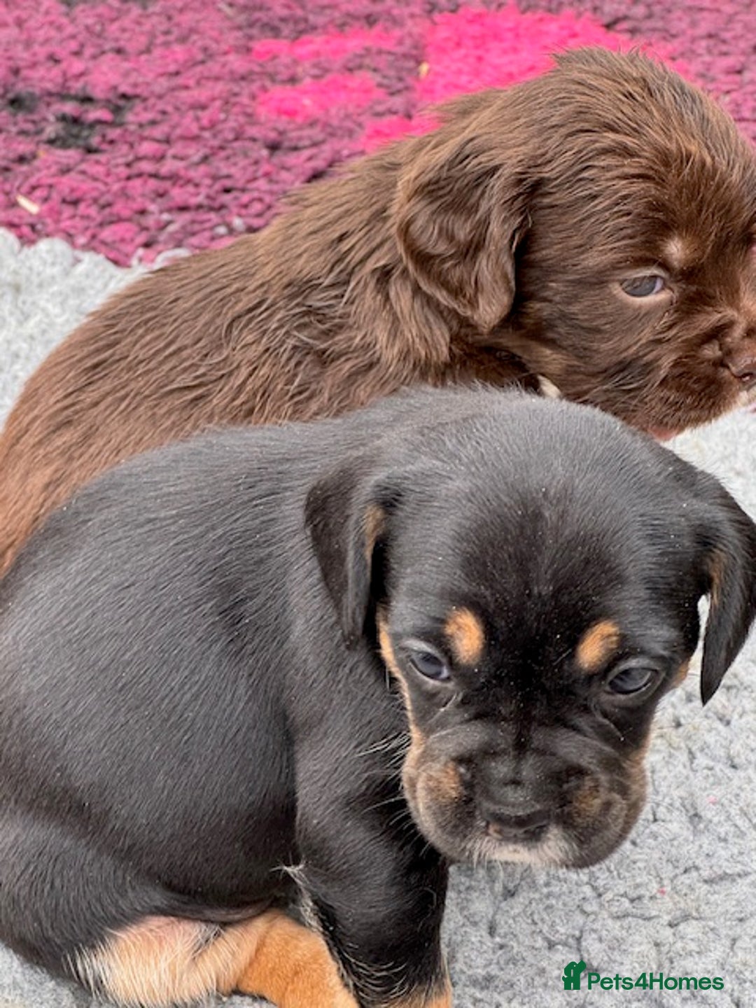 Mixed Breed dogs for sale: French Bulldog x Springer Spaniel pups ready 15Oct - Image 3