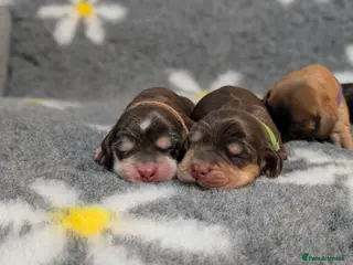 Cocker Spaniel dogs KC Reg Show Type Cocker Spaniel Puppies DNA Tested - Advert 5