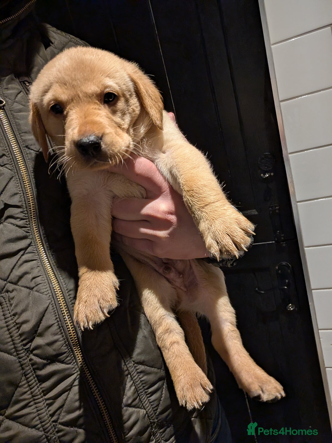 Labrador Retriever dogs for sale: Labrador Retriver Pupies For Sale - Image 16