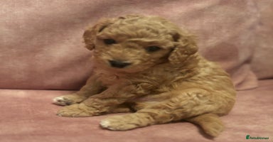 Cavapoo dogs Beautiful Cavapoo Puppies - Advert 3