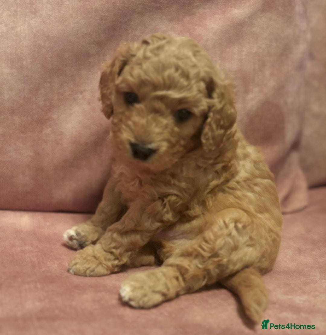 Cavapoo dogs for sale: Beautiful Cavapoo Puppies - Image 2