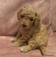 Cavapoo dogs Beautiful Cavapoo Puppies - Advert 3