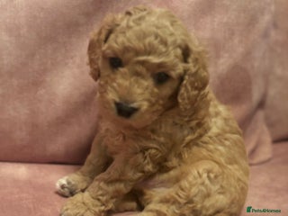Cavapoo dogs Beautiful Cavapoo Puppy - Advert 7