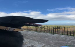 Borador dogs for sale: Bruno  - Image 4