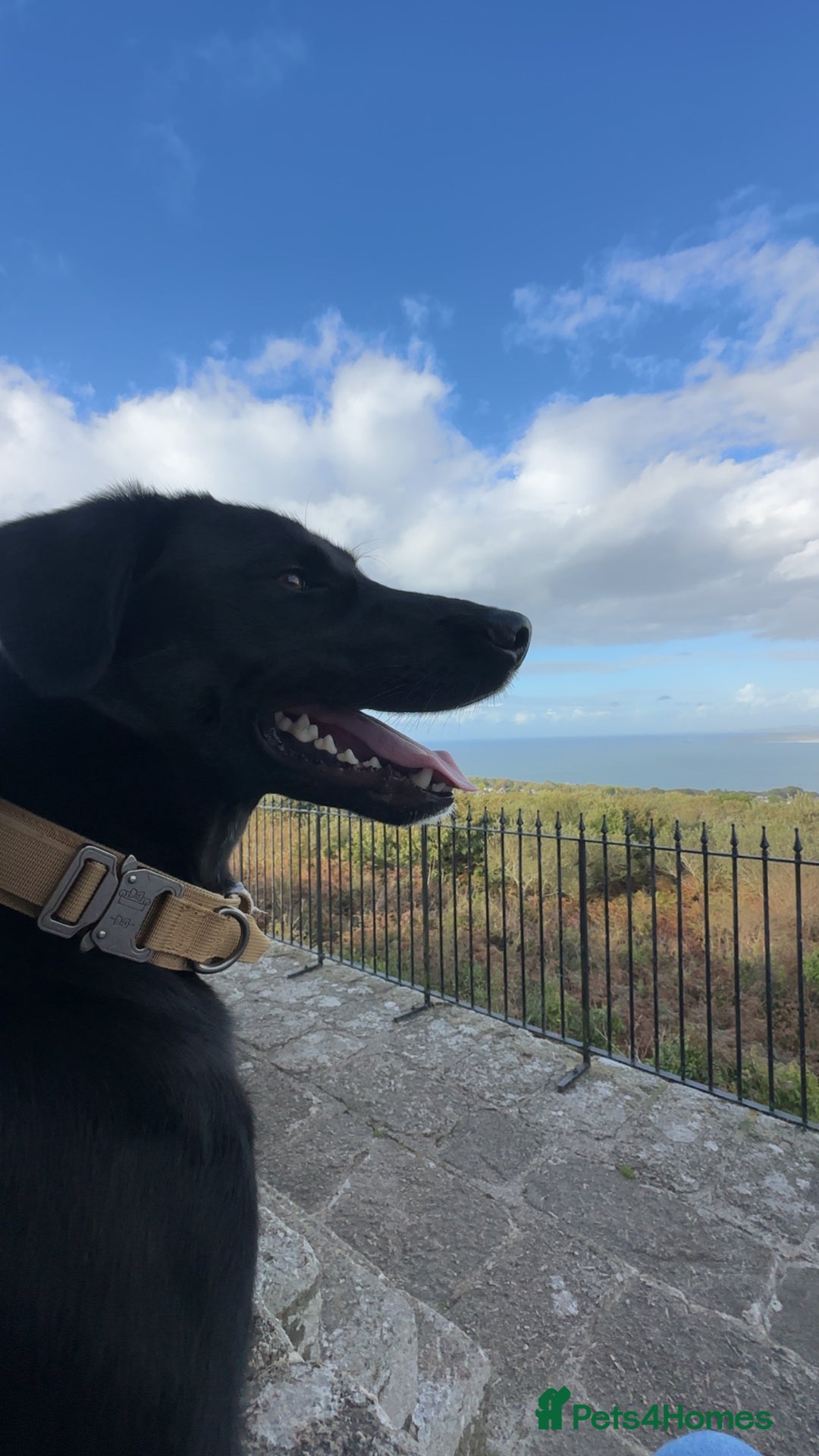 Borador dogs for sale: Bruno  - Image 4