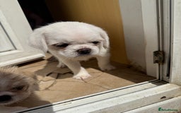 Mixed Breed dogs for sale: Pug mix - Image 3