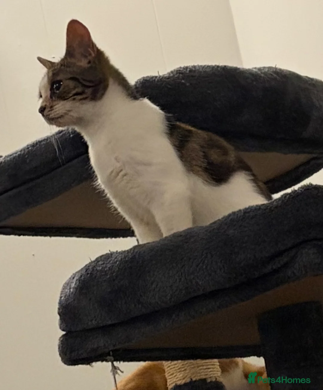 Domestic Shorthair cats for sale: 6 month old female kitten - **  in Yateley - Advert 2