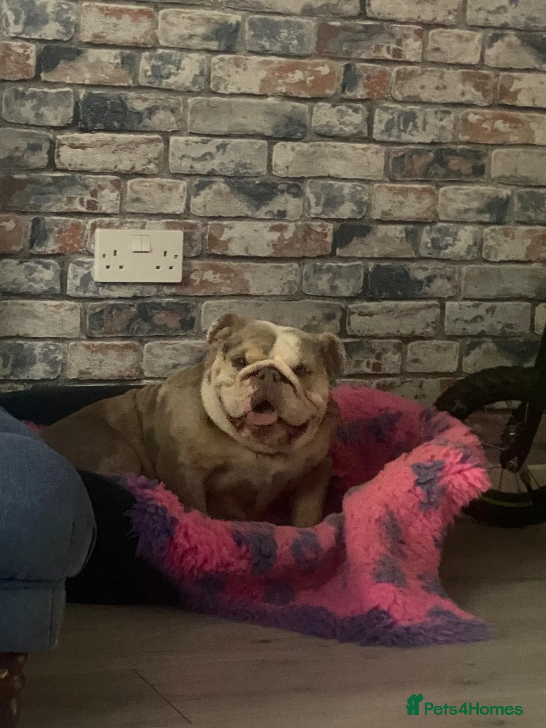 English Bulldog dogs for sale: English bull dog female murl in Church Stretton - Advert 2