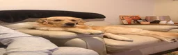 Golden Retriever dogs for stud: Golden retriever for stud - Advert 13