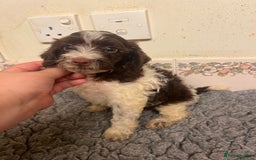 Cockapoo dogs for sale: Beautiful Chocolate and Merle F1 babies - Image 7