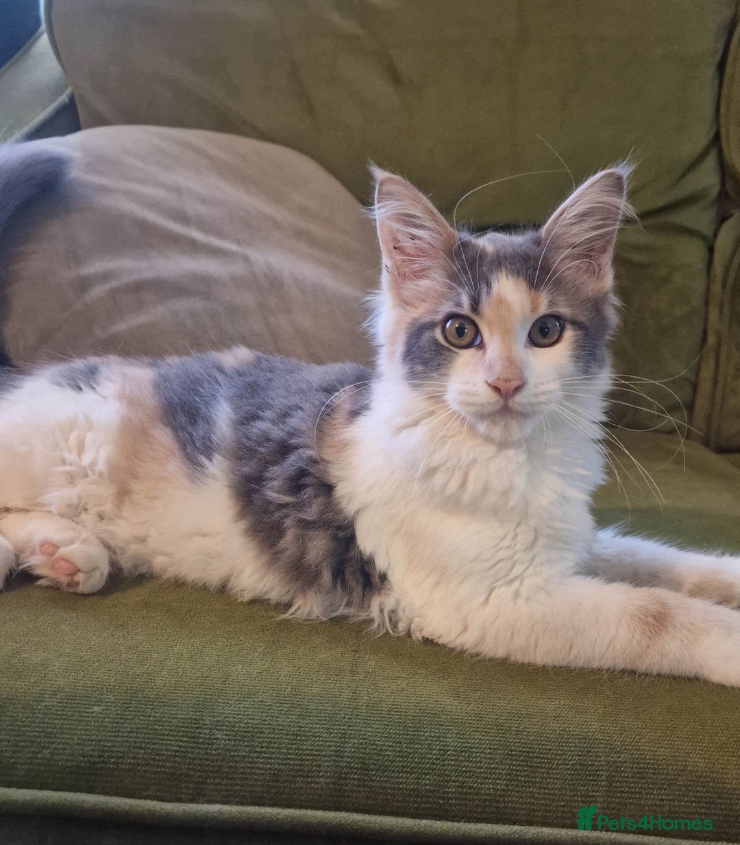 Maine Coon cats for sale: Adorable Maine Coon Kittens for Sale - Image 6