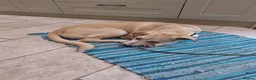 Mixed Breed dogs for adoption: Dougie - Advert 5