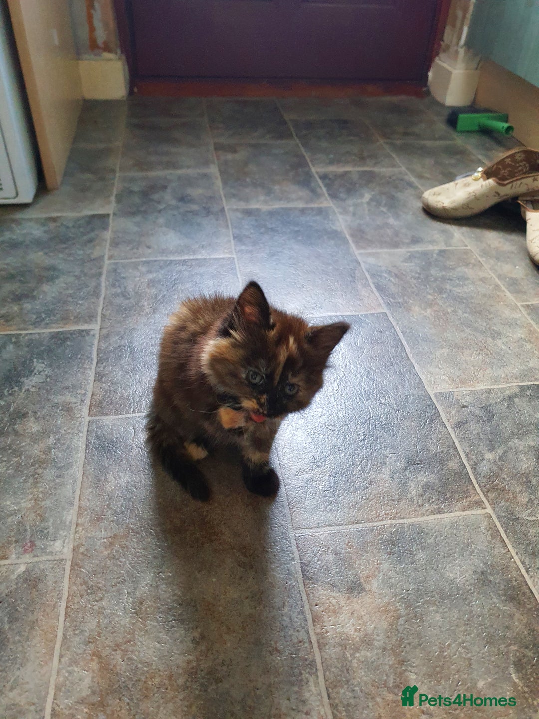 Mixed Breed cats for sale: Kittens for sale  - Image 6