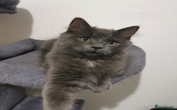 Ragdoll cats for sale: Stunning Ragdoll kittens - Image 6