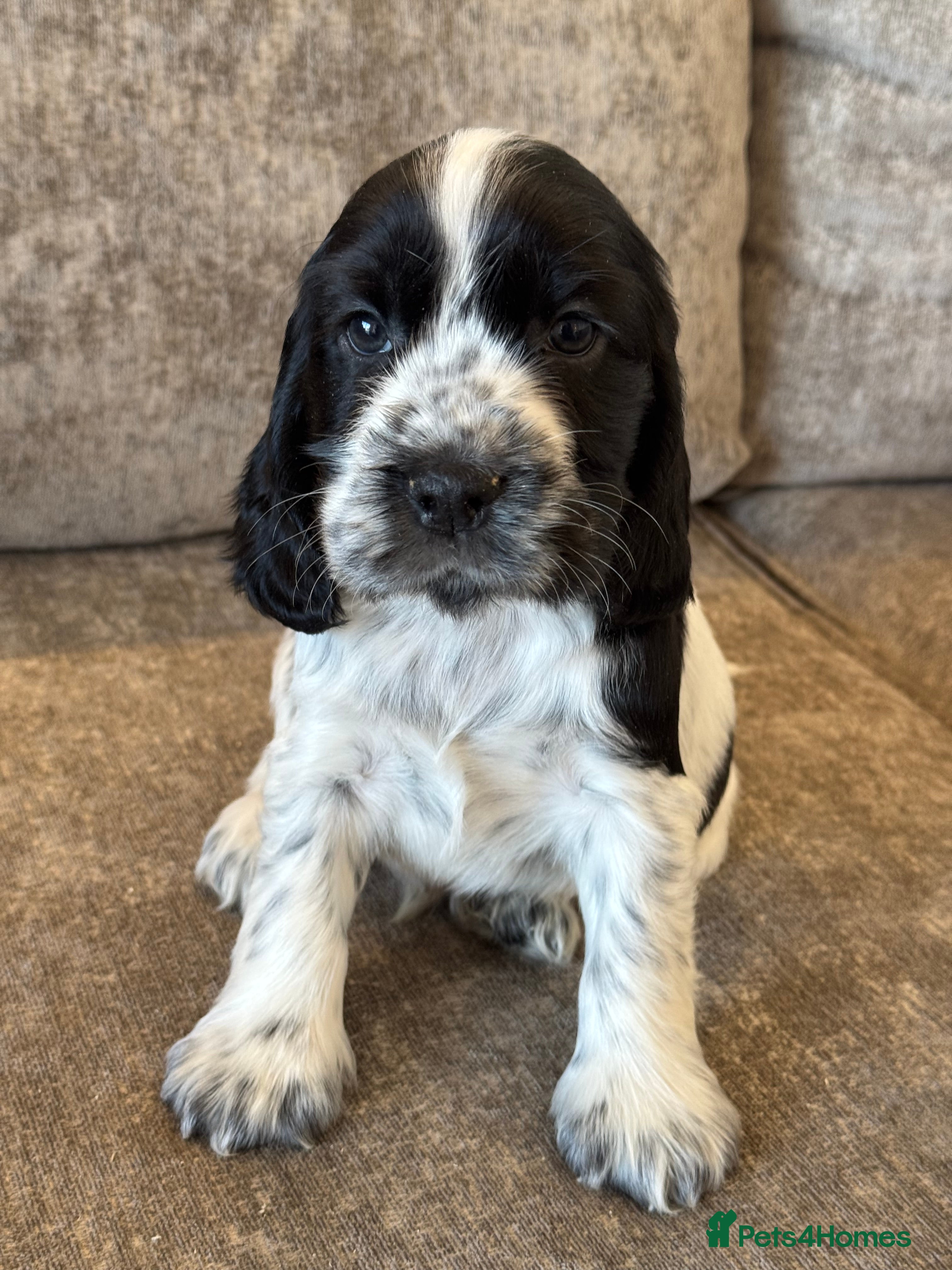 Cocker Spaniel dogs 100% SHOWTYPE KC REGISTERED COCKER SPANIELS - Advert 2