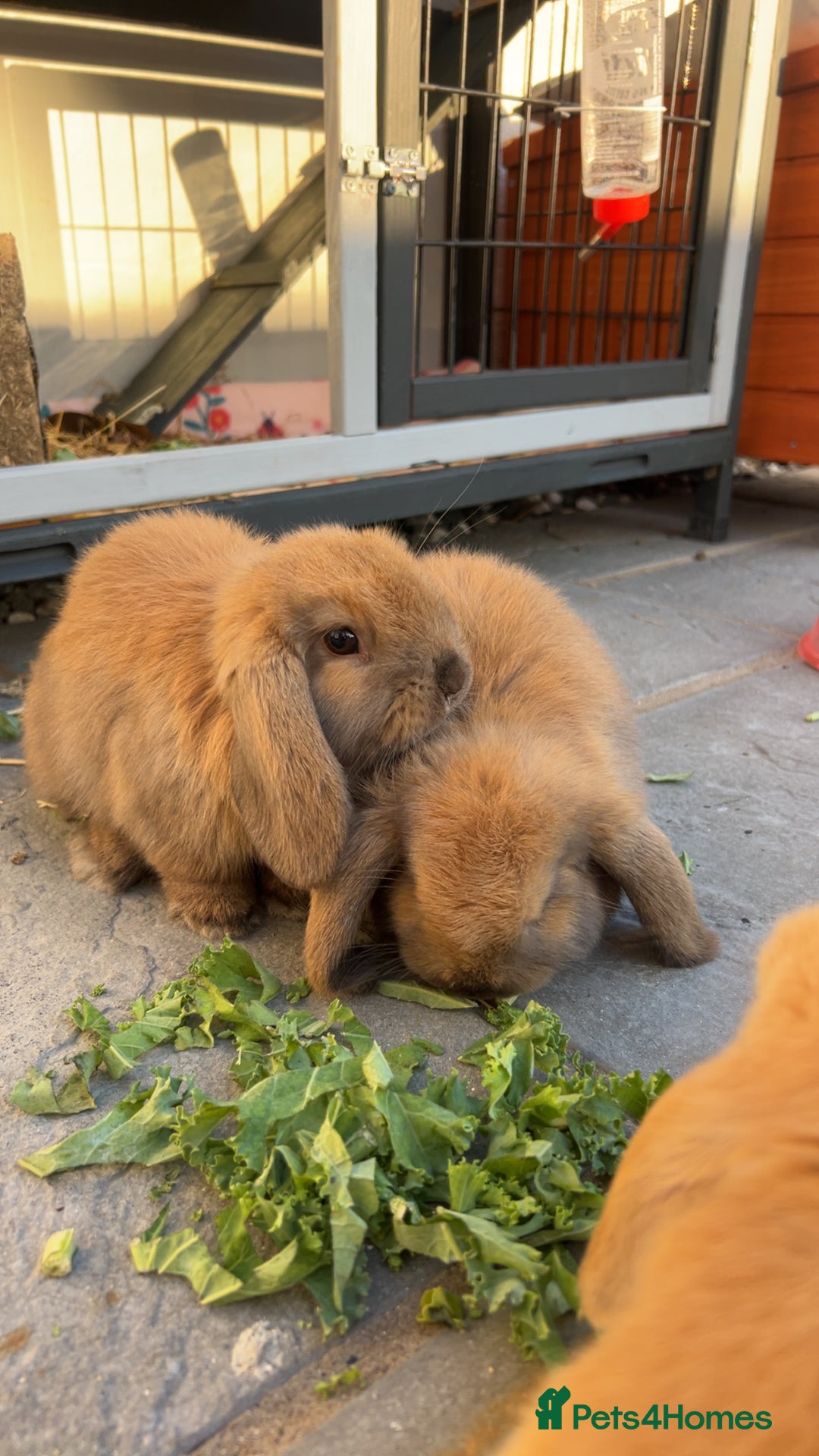 Mini Lop rabbits for sale: Mini lops for a rehome  - Advert 8