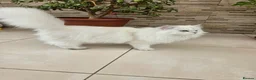 British Longhair cats for sale: Stunning British Longhair Kittens – Champion  - Advert 9