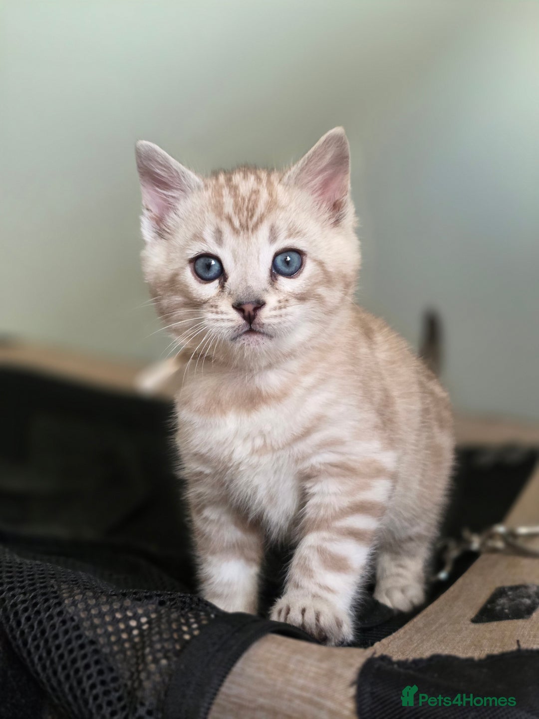 Bengal cats for sale: ❄️ Gorgeous Snow and Charcoal Bengals ❄️  - Advert 6