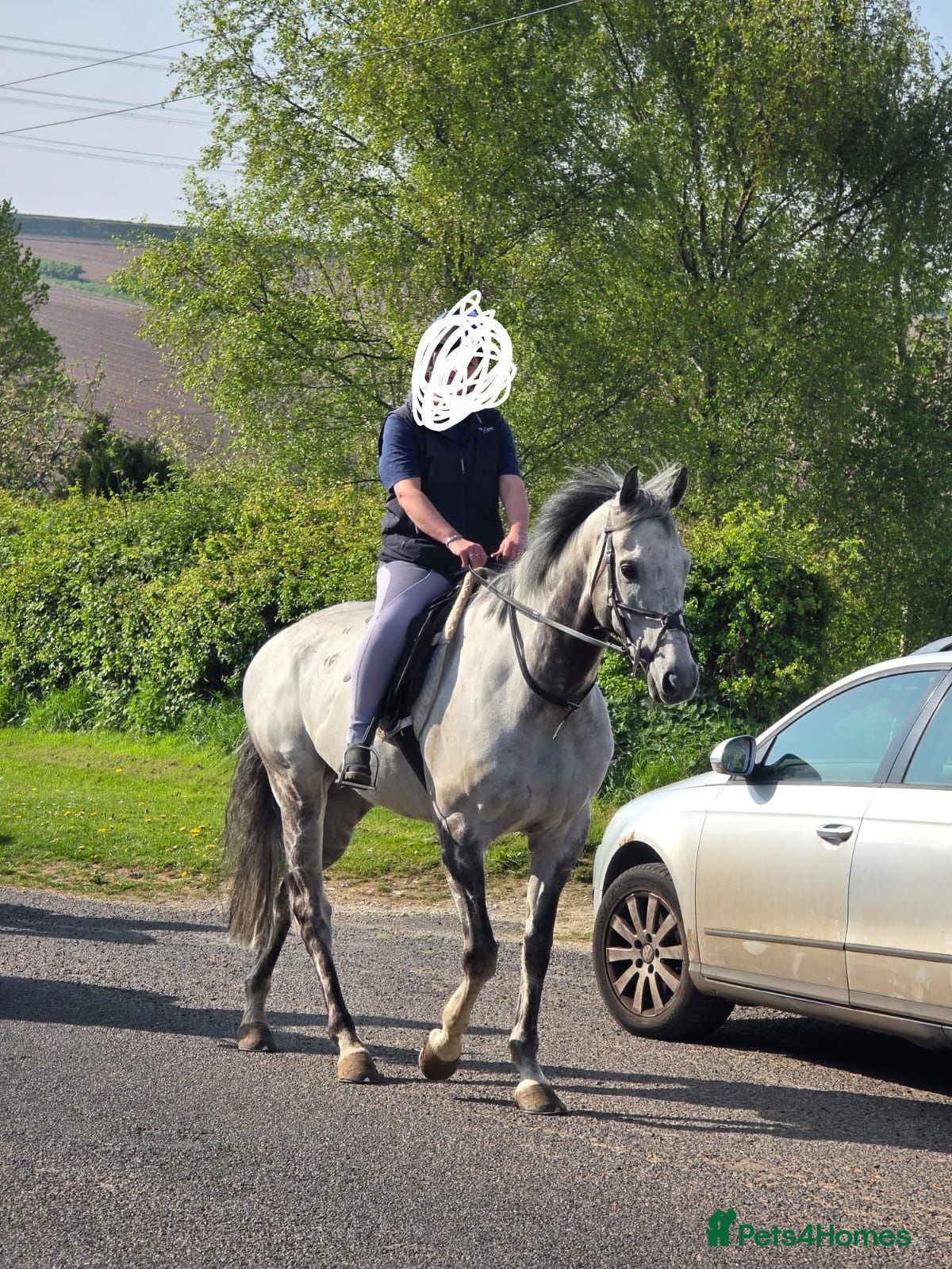 English Thoroughbred horses Stunning Grey thoroughbred gelding 3 years - Advert 1