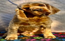 American Cocker Spaniel dogs for adoption: Ruby’s Story: Left Behind, Found Just in Time - Image 3