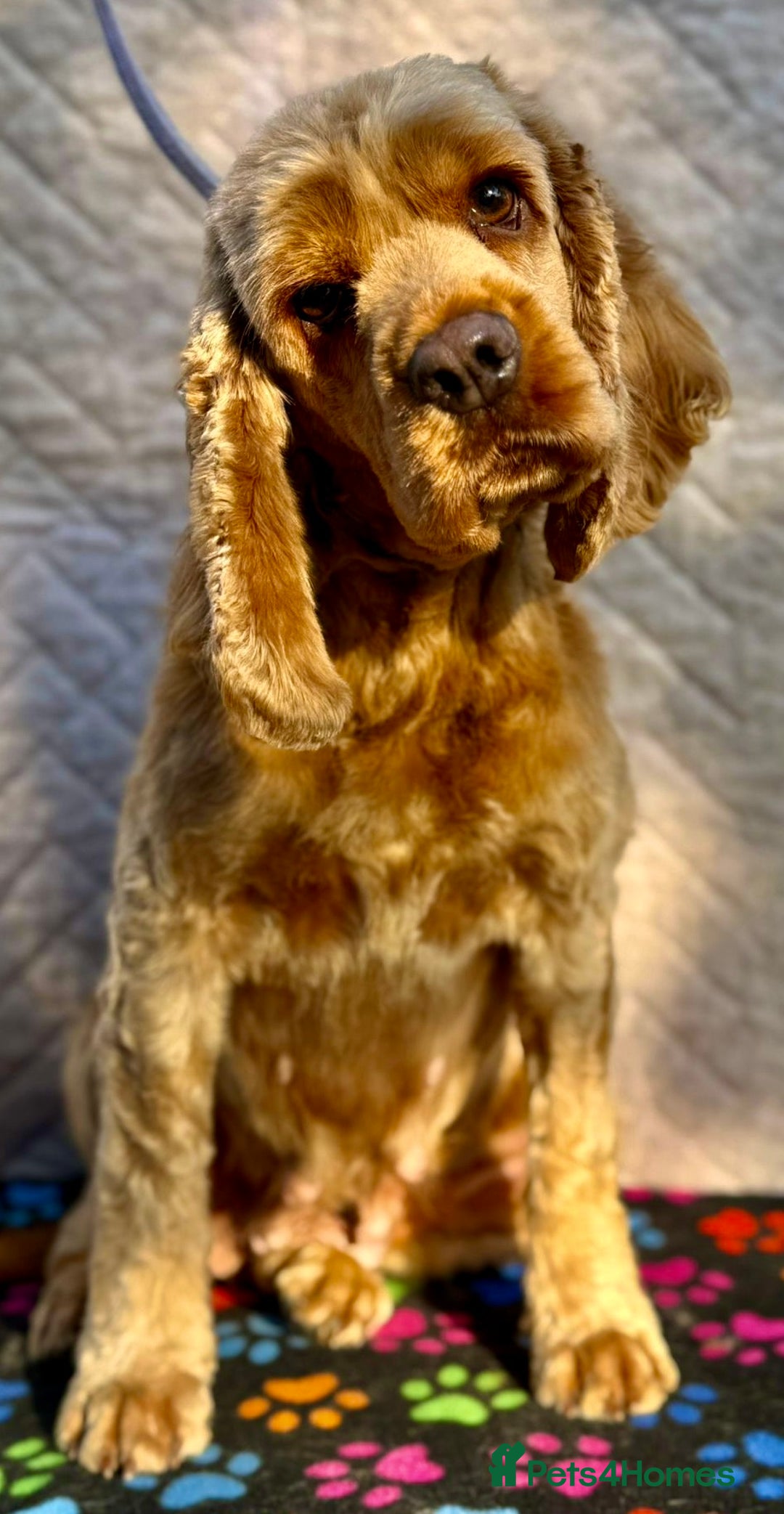 American Cocker Spaniel dogs for adoption: Ruby’s Story: Left Behind, Found Just in Time - Image 3