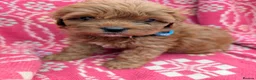 Cockapoo dogs for sale: ♥️ Gorgeous Deep Red F1b Miniature Cockapoo pups♥️ - Advert 9