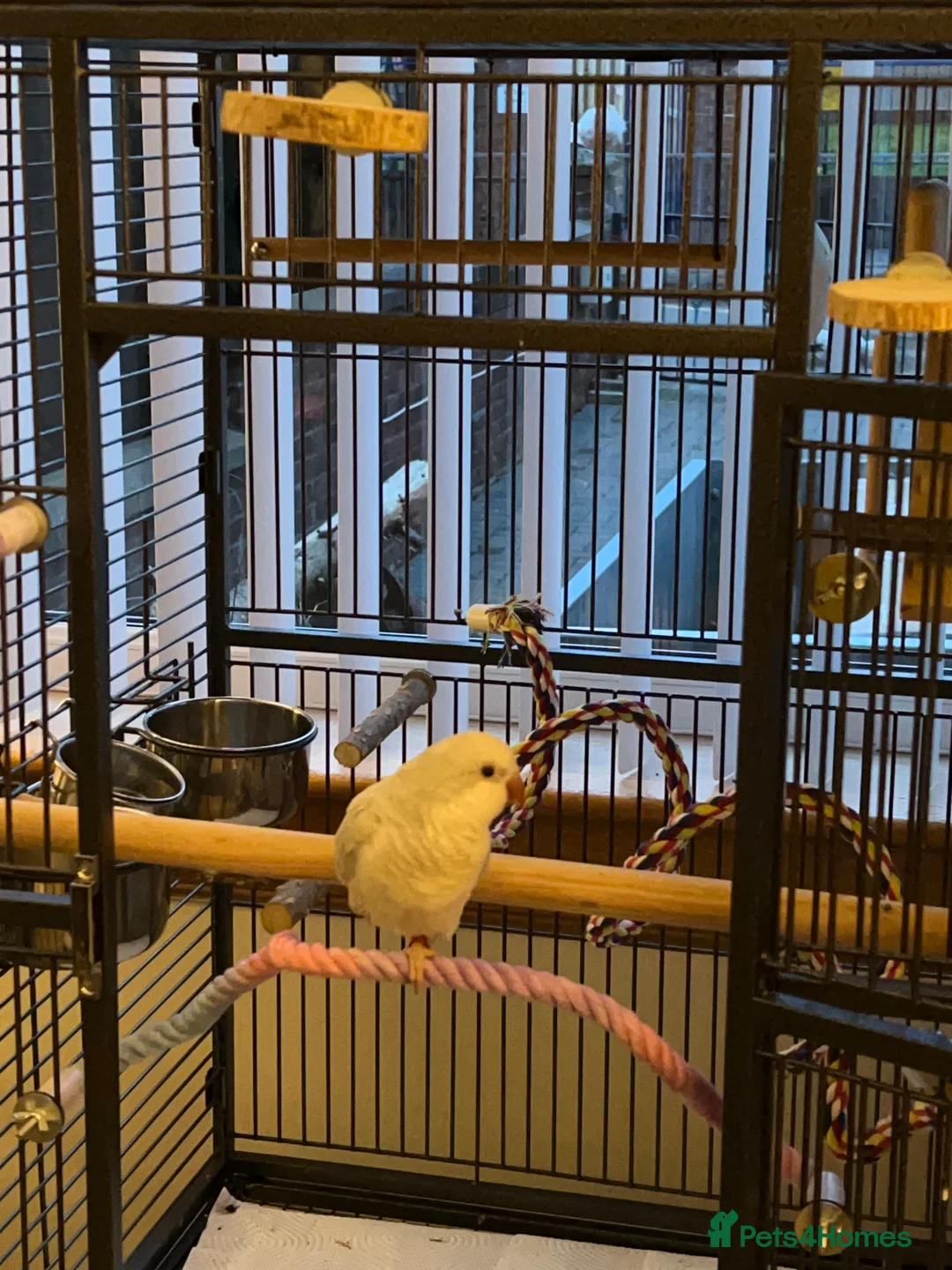 Parrots birds for sale: Beautiful Quaker Parrot  - Advert 2