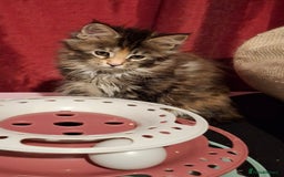 Maine Coon cats for sale: Beautiful torbie Maine Coon girls - Image 11