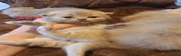 British Shorthair cats for sale: British Shorthair Lilac and Cream GCCF registered  - Advert 14