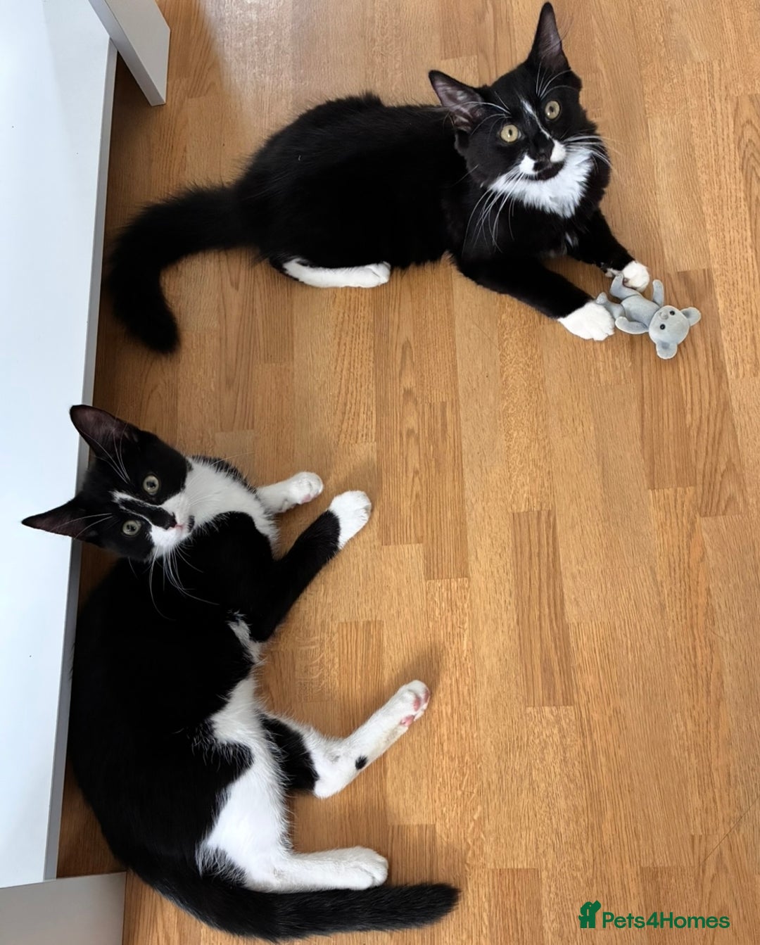 British Shorthair cats for sale: One Beautiful kitten left  in Colchester - Image 7