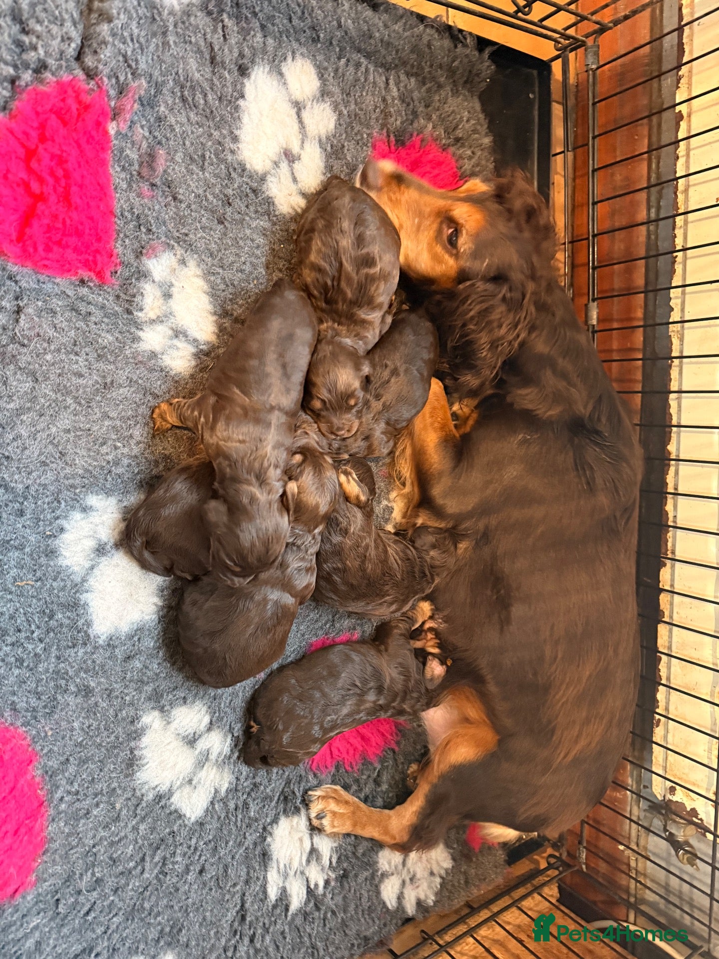 Cockapoo dogs Beautiful choc tan phantom cockapoos  - Advert 2