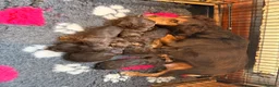 Cockapoo dogs for sale: Beautiful choc tan phantom cockapoos  - Advert 2