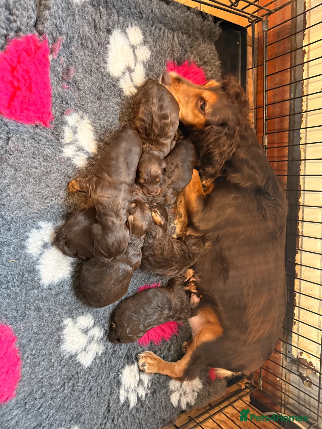 Cockapoo dogs for sale: Beautiful choc tan phantom cockapoos  - Advert 2