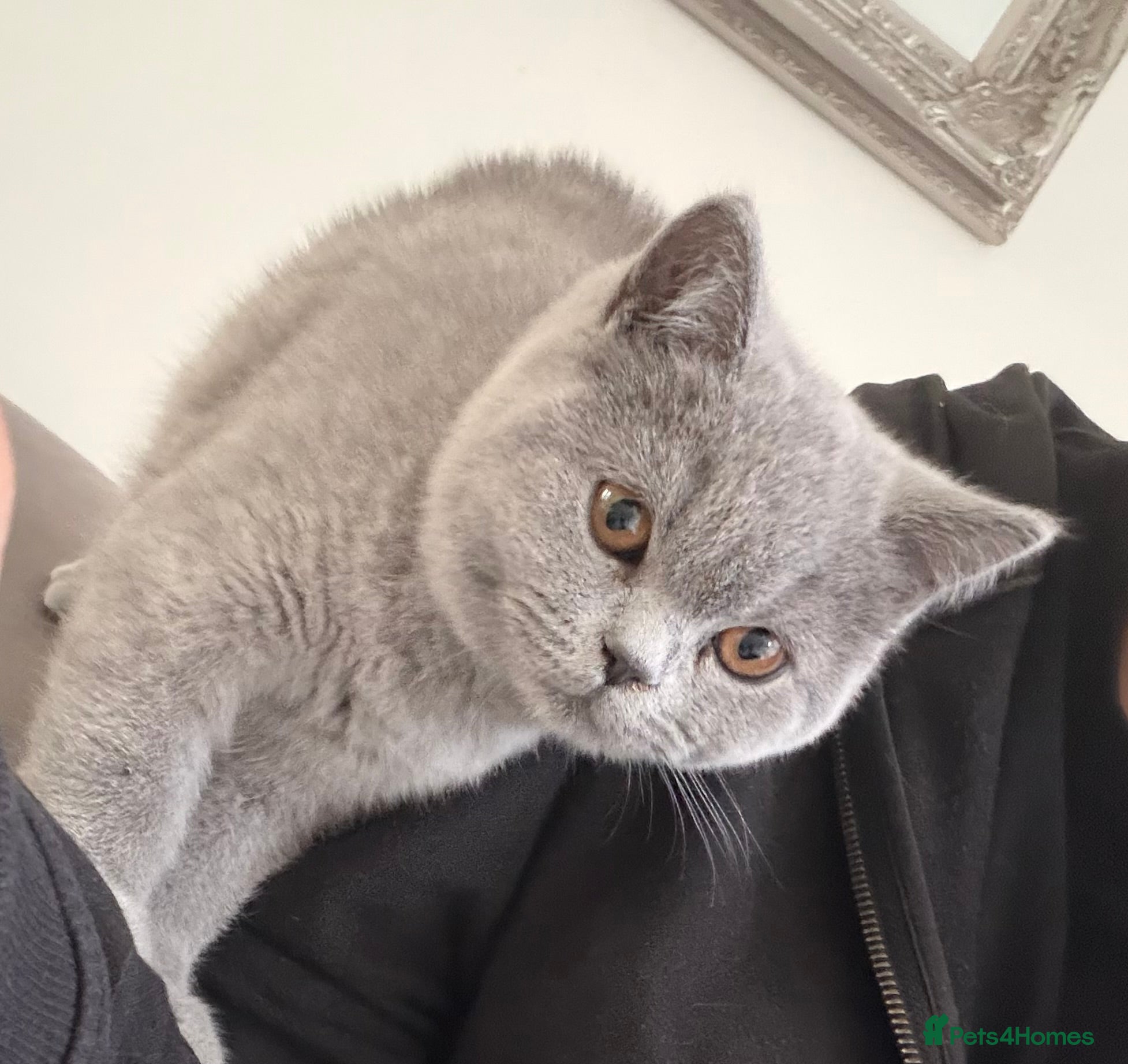 British Shorthair cats British Shorthair Female Kitten - Advert 18