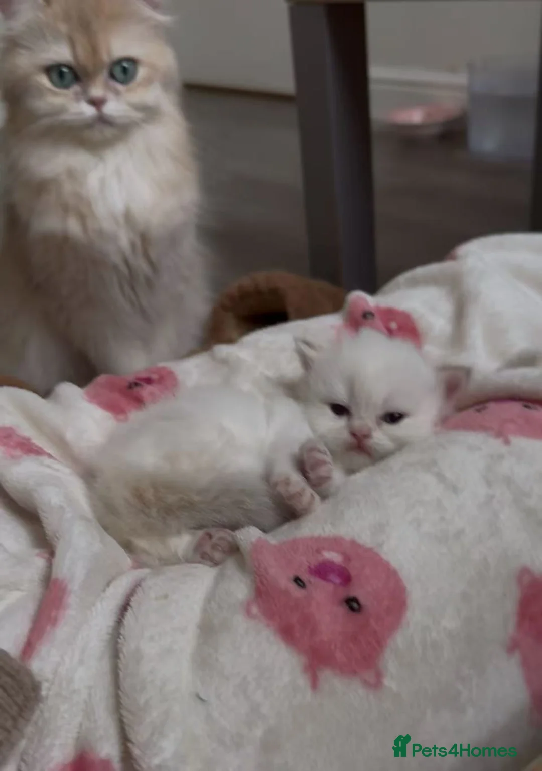 British Longhair cats for sale: Stunning Golden British Longhair Kittens - Advert 7